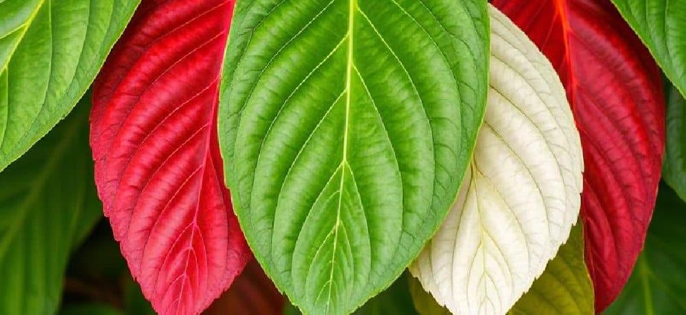 How to Choose the Right Kratom Color for Your Needs