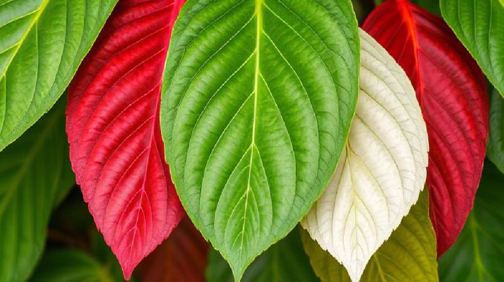 How to Choose the Right Kratom Color for Your Needs
