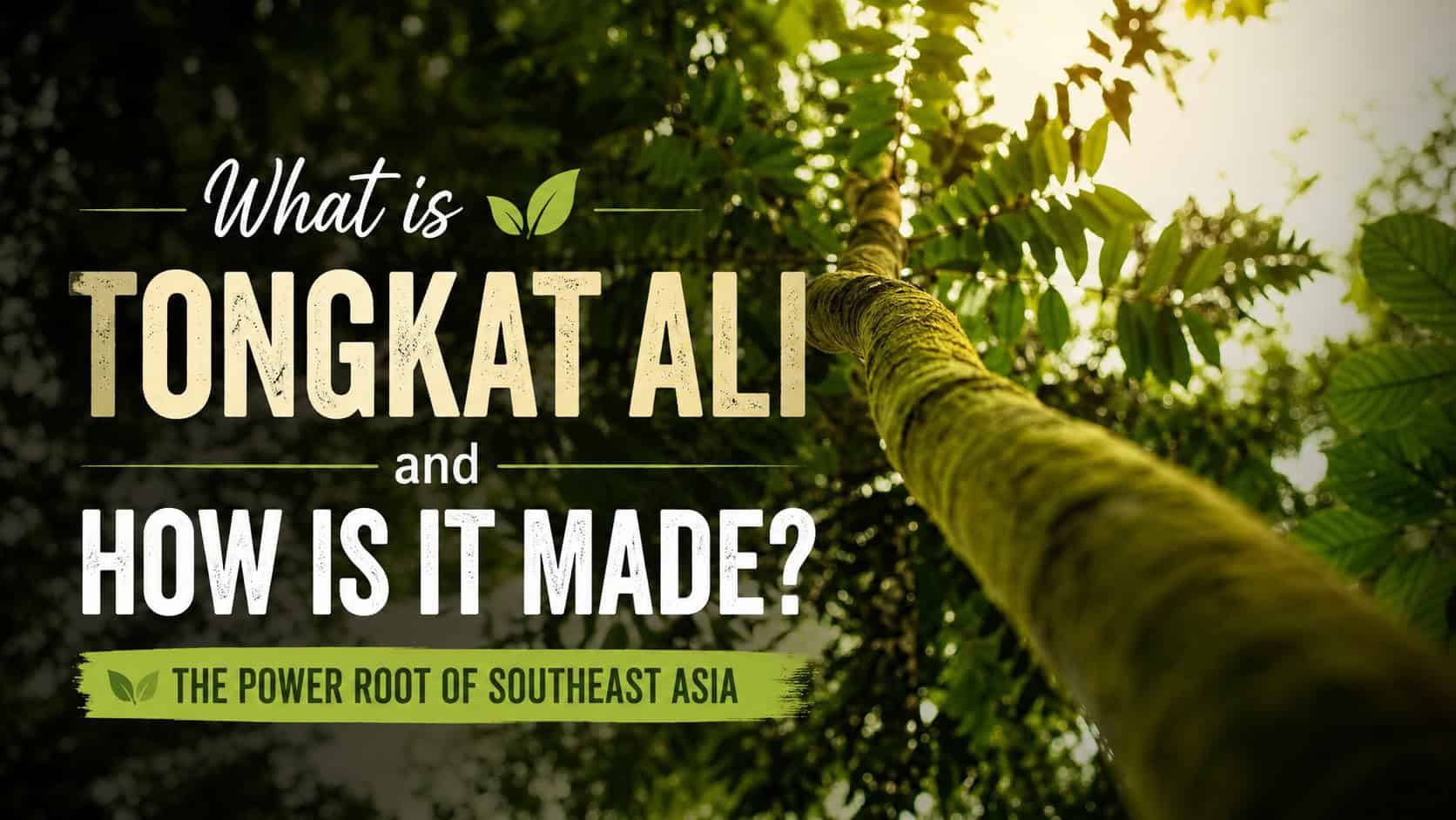 What is Tongkat Ali and How is it Made?